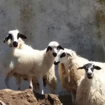 ganadería ovina en Segovia